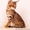 Продаются котята от Саванны и Камышового кота - <ro>Изображение</ro><ru>Изображение</ru> #2, <ru>Объявление</ru> #1093905