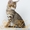 Продаются котята Чаузи - <ro>Изображение</ro><ru>Изображение</ru> #2, <ru>Объявление</ru> #1088088