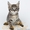 Котята породы Чаузи - <ro>Изображение</ro><ru>Изображение</ru> #4, <ru>Объявление</ru> #1088090
