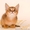 Продаются котята Чаузи ф1  - <ro>Изображение</ro><ru>Изображение</ru> #3, <ru>Объявление</ru> #1093903