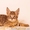 Продаются котята от Саванны и Камышового кота #1093905