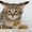 Продаются котята Чаузи - <ro>Изображение</ro><ru>Изображение</ru> #3, <ru>Объявление</ru> #1088088