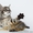 Котята породы Чаузи - <ro>Изображение</ro><ru>Изображение</ru> #3, <ru>Объявление</ru> #1088090