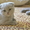 Продам чистокровных шотландских котят - <ro>Изображение</ro><ru>Изображение</ru> #2, <ru>Объявление</ru> #1153019