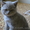 Продам чистокровных шотландских котят - <ro>Изображение</ro><ru>Изображение</ru> #3, <ru>Объявление</ru> #1153019