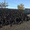 Продам шахтный уголь со склада в Одесской обл. - <ro>Изображение</ro><ru>Изображение</ru> #1, <ru>Объявление</ru> #1162567