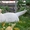 Перспективный щенок золотистого ретривера - <ro>Изображение</ro><ru>Изображение</ru> #2, <ru>Объявление</ru> #1172754