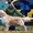 Перспективный щенок золотистого ретривера - <ro>Изображение</ro><ru>Изображение</ru> #1, <ru>Объявление</ru> #1172754