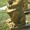 Садовая скульптура лев из бетона #1247503
