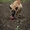 Бельгийская овчарка (Малинуа) - <ro>Изображение</ro><ru>Изображение</ru> #2, <ru>Объявление</ru> #1274334