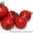 Семена томата CONORY F1 / КОНОРИ F1 фирмы Китано #1274654