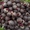 Продам свой лук, огурец урожая 2015 в Овидиополе - <ro>Изображение</ro><ru>Изображение</ru> #3, <ru>Объявление</ru> #1283830