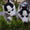 Сибирский хаски щенки КСУ-FCI  - <ro>Изображение</ro><ru>Изображение</ru> #3, <ru>Объявление</ru> #797613