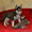 Сибирский хаски щенки КСУ-FCI  - <ro>Изображение</ro><ru>Изображение</ru> #2, <ru>Объявление</ru> #797613