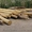 Строительство деревянных срубов - <ro>Изображение</ro><ru>Изображение</ru> #3, <ru>Объявление</ru> #1418450