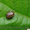 Гербициды,Инсектициды,Фунгициды,Протравители.Средства защиты растений.С/г техник - <ro>Изображение</ro><ru>Изображение</ru> #2, <ru>Объявление</ru> #1429455