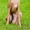 Продается щенок левретки (малая итальянская борзая) - <ro>Изображение</ro><ru>Изображение</ru> #1, <ru>Объявление</ru> #1445187