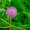 Продам Мимозу Стыдливую - растение, которое двигается - <ro>Изображение</ro><ru>Изображение</ru> #1, <ru>Объявление</ru> #1457257