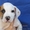 Продается щенок американского бульдога - <ro>Изображение</ro><ru>Изображение</ru> #1, <ru>Объявление</ru> #1488553