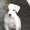 Продается щенок американского бульдога - <ro>Изображение</ro><ru>Изображение</ru> #3, <ru>Объявление</ru> #1488553