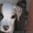 Продается щенок американского бульдога - <ro>Изображение</ro><ru>Изображение</ru> #4, <ru>Объявление</ru> #1488553