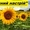 Соняшникове насіння гібриду  – «Сонячний настрій»,  стійкий  до Гранстару #1500780