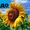 Насіння соняшнику гібриду Толедо (106 - 109 дн.) толерантний до гранст #1500779