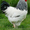 цыплята серебристый адлер #1543543