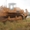 Продаем гусеничный бульдозер Т-500 с отвалом перекоса, 1989 г.в. - <ro>Изображение</ro><ru>Изображение</ru> #4, <ru>Объявление</ru> #1587244