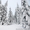 Зимний отдых в Карпатах. Новогодние и рождественские туры в Карпаты. - <ro>Изображение</ro><ru>Изображение</ru> #4, <ru>Объявление</ru> #1593799