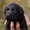 Лабрадор ретривер щенки клубные,  чёрного и шоколадного окраса. #1596251