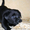 Лабрадор ретривер щенки клубные, чёрного и шоколадного окраса. - <ro>Изображение</ro><ru>Изображение</ru> #2, <ru>Объявление</ru> #1596251