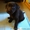 Лабрадор ретривер щенки клубные, чёрного и шоколадного окраса. - <ro>Изображение</ro><ru>Изображение</ru> #3, <ru>Объявление</ru> #1596251