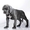 Cane Corso puppies for sale!!!  - <ro>Изображение</ro><ru>Изображение</ru> #2, <ru>Объявление</ru> #1618162