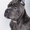 Cane Corso puppies for sale!!!  - <ro>Изображение</ro><ru>Изображение</ru> #9, <ru>Объявление</ru> #1618162