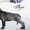 Cane Corso puppies for sale!!!  - <ro>Изображение</ro><ru>Изображение</ru> #5, <ru>Объявление</ru> #1618162