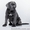 Cane Corso puppies for sale!!!  - <ro>Изображение</ro><ru>Изображение</ru> #4, <ru>Объявление</ru> #1618162