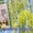 Девочка поинт шиншилловая серебристая голубоглазка. - <ro>Изображение</ro><ru>Изображение</ru> #8, <ru>Объявление</ru> #1720502