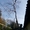 Обрезка сада, стрижка хвойных, спил деревьев. Недорого - <ro>Изображение</ro><ru>Изображение</ru> #2, <ru>Объявление</ru> #1723523