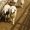 Продаются племенные овцы,  Лиманское #1735379