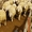 Продаются племенные овцы, Лиманское - <ro>Изображение</ro><ru>Изображение</ru> #2, <ru>Объявление</ru> #1735379