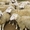 Продаются племенные овцы, Лиманское - <ro>Изображение</ro><ru>Изображение</ru> #3, <ru>Объявление</ru> #1735379