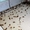 Уничтожение тараканов, блох, клопов, мышей и крыс. - <ro>Изображение</ro><ru>Изображение</ru> #3, <ru>Объявление</ru> #1736021
