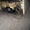 Уничтожение тараканов, блох, клопов, мышей и крыс. - <ro>Изображение</ro><ru>Изображение</ru> #4, <ru>Объявление</ru> #1736021