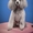 Грумінг, стрижка собак в Одесі - <ro>Изображение</ro><ru>Изображение</ru> #2, <ru>Объявление</ru> #1736712