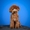 Грумінг, стрижка собак в Одесі - <ro>Изображение</ro><ru>Изображение</ru> #7, <ru>Объявление</ru> #1736712