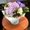 Цветы с доставкой по Украине: розы, тюльпаны, сборные и экзотические букеты - <ro>Изображение</ro><ru>Изображение</ru> #1, <ru>Объявление</ru> #1736766