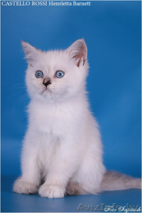 Очаровательные британские котята - <ro>Изображение</ro><ru>Изображение</ru> #2, <ru>Объявление</ru> #378306