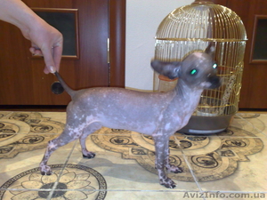продам собачку китайскую голую - <ro>Изображение</ro><ru>Изображение</ru> #2, <ru>Объявление</ru> #21556