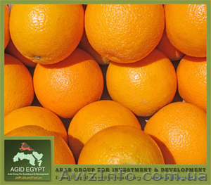 Апельсин Valencia из Египта - <ro>Изображение</ro><ru>Изображение</ru> #1, <ru>Объявление</ru> #26346